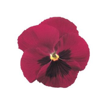 Віола Інспаєр F1 кармінова з вічком (carmine blotch) /100 насінин/ *Benary*