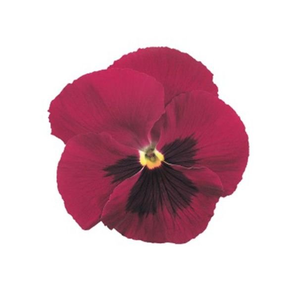 Семена виолы Инспаер F1 карминовая с глазком (carmine blotch) /100 семян/ *Benary*