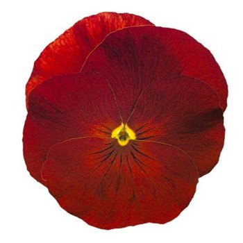 Віола Інспаєр F1 скарлет (scarlet) /100 насінин/ *Benary*