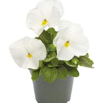 Виола Инспаер Делюкс F1 белая (white) /100 семян/ *Benary*