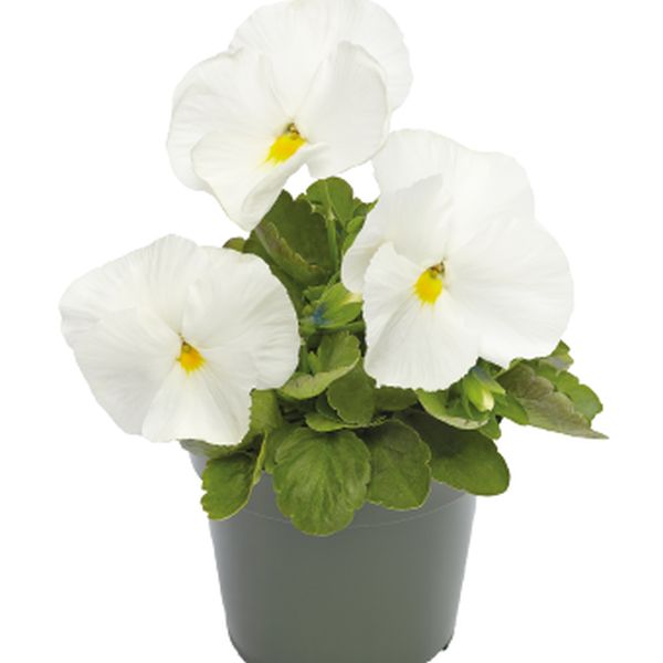 Насіння віоли Інспаєр Делюкс F1 біла (white) /100 насінин/ *Benary*