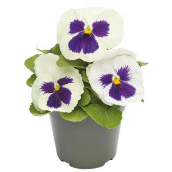 Віола Інспаєр Делюкс F1 біла з вічком (white blotch) /100 насінин/ *Benary*