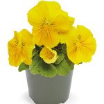 Віола Інспаєр Делюкс F1 жовта (yellow) /100 насінин/ *Benary*