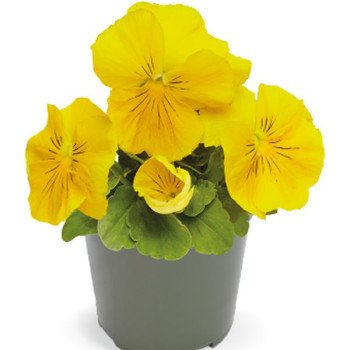 Виола Инспаер Делюкс F1 желтая (yellow) /100 семян/ *Benary*