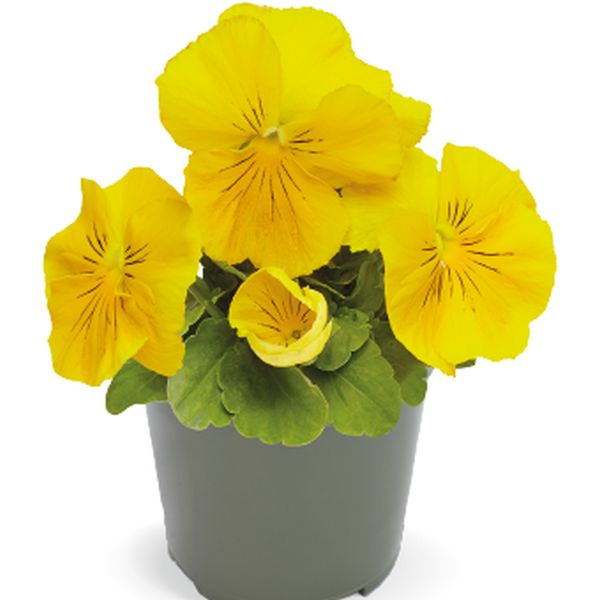 Насіння віоли Інспаєр Делюкс F1 жовта (yellow) /100 насінин/ *Benary*