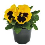 Віола Інспаєр Делюкс F1 жовта з вічком (yellow blotch) /100 насінин/ *Benary*