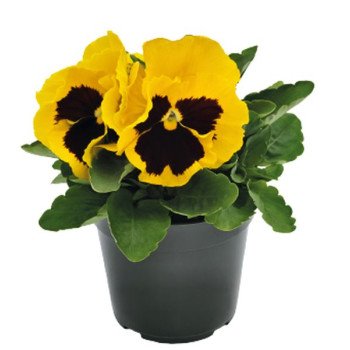 Віола Інспаєр Делюкс F1 жовта з вічком (yellow blotch) /100 насінин/ *Benary*