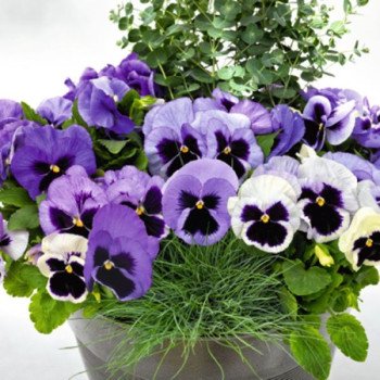 Виола Инспаер Делюкс F1 океан (ocean) /100 семян/ *Benary*