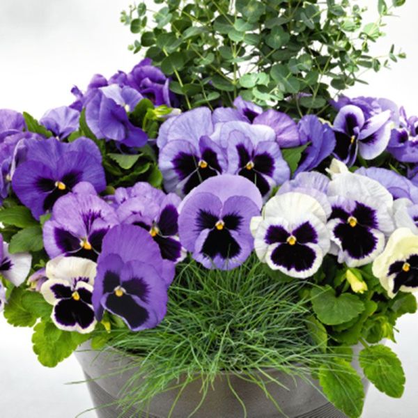 Насіння віоли Інспаєр Делюкс F1 океан (ocean) /100 насінин/ *Benary*