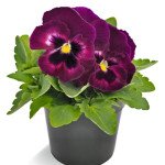 Віола Інспаєр Делюкс F1 роуз велюр (rose velour) /100 насінин/ *Benary*