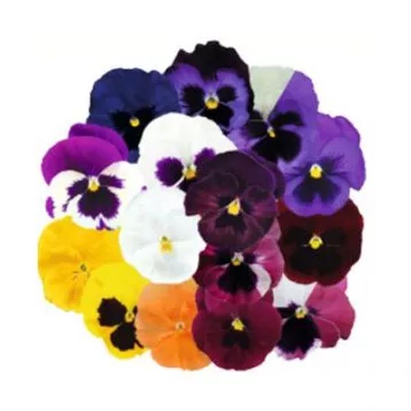 Семена виолы Инспаер Делюкс F1 смесь (mix) /100 семян/ *Benary*