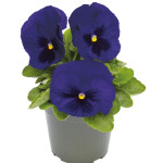 Виола Инспаер Делюкс F1 темно-синяя с глазком (deep blue blotch) /100 семян/ *Benary*