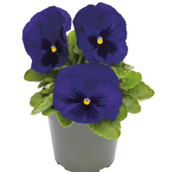 Віола Інспаєр Делюкс F1 темно-синя з вічком (deep blue blotch) /100 насінин/ *Benary*