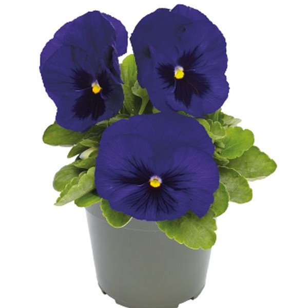 Насіння віоли Інспаєр Делюкс F1 темно-синя з вічком (deep blue blotch) /100 насінин/ *Benary*