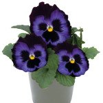 Віола Інспаєр Делюкс F1 денім (denim) /100 насінин/ *Benary*