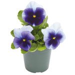 Віола Інспаєр Плюс F1 беаконсфілд (beaconsfield) /100 насінин/ *Benary*