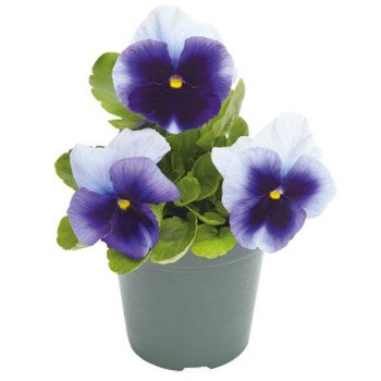 Віола Інспаєр Плюс F1 беаконсфілд (beaconsfield) /100 насінин/ *Benary*