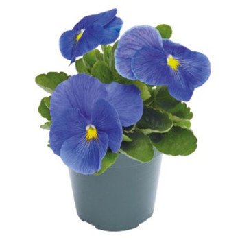 Виола Инспаер Плюс F1 тру блу (true blue) /100 семян/ *Benary*