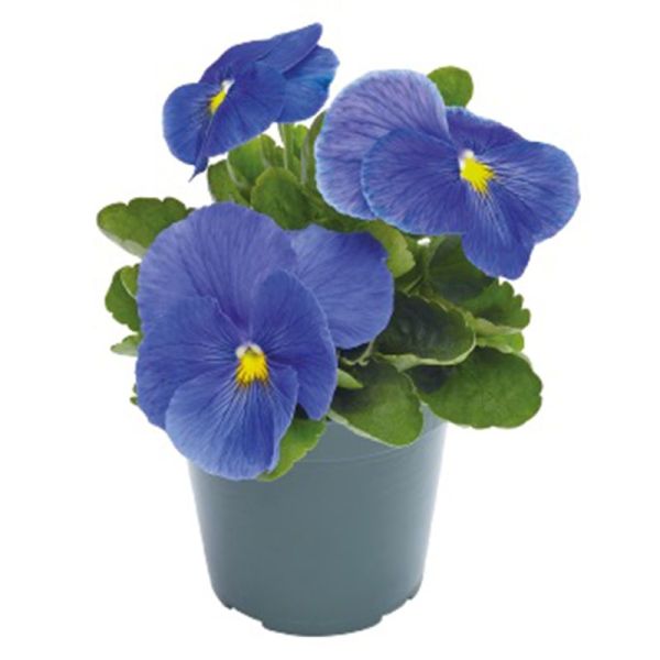 Насіння віоли Інспаєр Плюс F1 тру блу (true blue) /100 насінин/ *Benary*