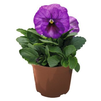 Виола Инспаер Плюс F1 лавандер шейдс с глазком (lavender blotch shades) /100 семян/ *Benary*