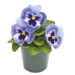 Віола Інспаєр Плюс F1 маріна (marina) /100 насінин/ *Benary*