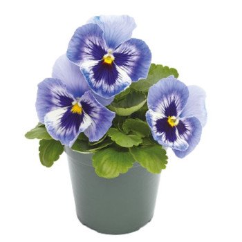 Віола Інспаєр Плюс F1 маріна (marina) /100 насінин/ *Benary*