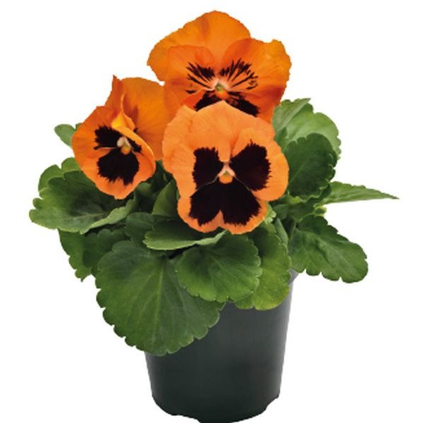 Насіння віоли Інспаєр Плюс F1 помаранчева з вічком (orange blotch) /100 насінин/ *Benary*