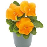 Віола Інспаєр Плюс F1 помаранчева (orange) /100 насінин/ *Benary*