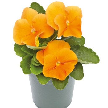 Віола Інспаєр Плюс F1 помаранчева (orange) /100 насінин/ *Benary*