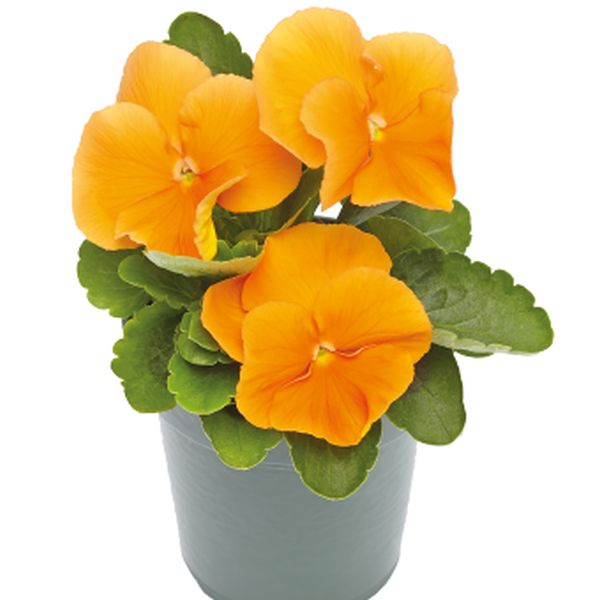 Насіння віоли Інспаєр Плюс F1 помаранчева (orange) /100 насінин/ *Benary*