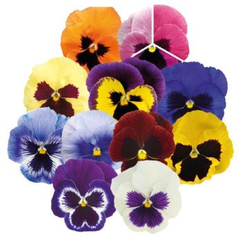 Віола Інспаєр Плюс F1 суміш з вічком (blotch mix) /100 насінин/ *Benary*