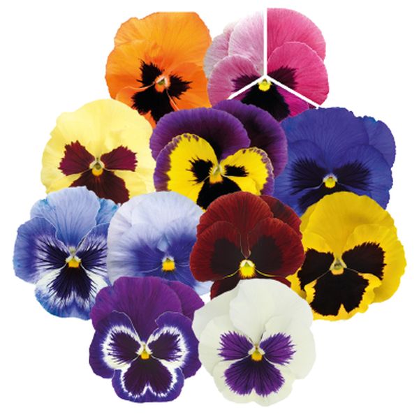 Семена виолы Инспаер Плюс F1 смесь с глазком (blotch mix) /100 семян/ *Benary*