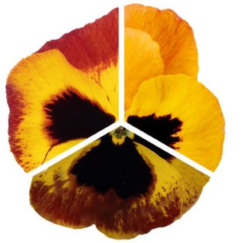 Віола Інспаєр Плюс F1 фаєр сюрпрайз (fire surprise) /100 насінин/ *Benary*