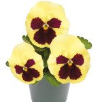 Виола Инспаер Плюс F1 лемон с глазком (lemon blotch) /100 семян/ *Benary*