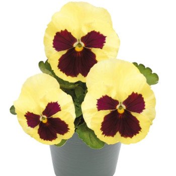 Віола Інспаєр Плюс F1 лемон з вічком (lemon blotch) /100 насінин/ *Benary*