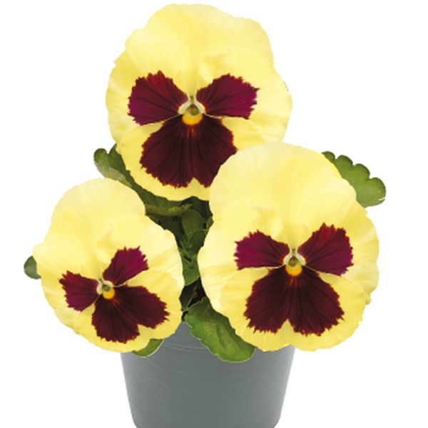 Насіння віоли Інспаєр Плюс F1 лемон з вічком (lemon blotch) /100 насінин/ *Benary*