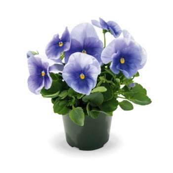 Віола Інспаєр Плюс F1 блакитна (light blue) /100 насінин/ *Benary*