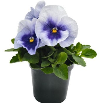 Віола Інспаєр Плюс F1 металік з синім вічком (metallic blue blotch) /100 насінин/ *Benary*