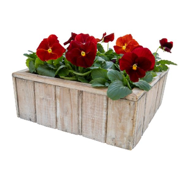 Семена виолы Инспаер Плюс F1 скарлет (scarlet) /100 семян/ *Benary*