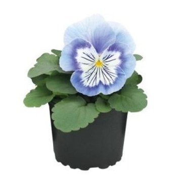 Виола Кетс F1 марина (marina) /100 семян/ *Benary*