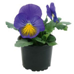 Віола Кетс F1 синьо-жовта (blue and yellow) /100 насінин/ *Benary*