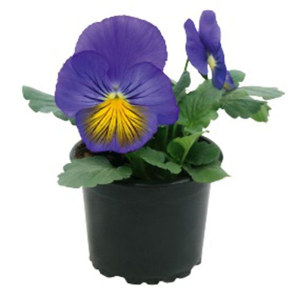 Семена виолы Кетс F1 сине-желтая (blue and yellow) /100 семян/ *Benary*