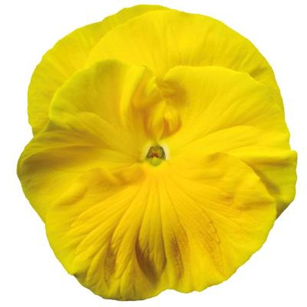 Насіння віоли Колоссус F1 золотисто-жовта (golden yellow) /100 насінин/ *Syngenta*