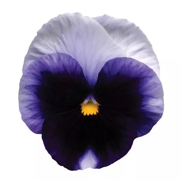 Насіння віоли Матрікс F1 беаконсфілд (beaconsfield) /100 насінин/ *Pan American*