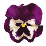 Виола Матрикс F1 пурпурно-белая (purple and white) /100 семян/ *Pan American*
