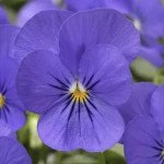 Віола Пенні F1 синя (blue) /100 насінин/ *Syngenta*