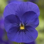 Віола Пенні F1 темно-синя (deep blue) /100 насінин/ *Syngenta*