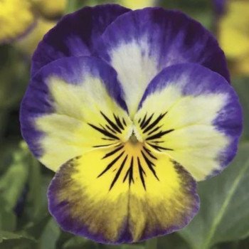 Виола Пенни F1 примроз пикоти (primrose picotee) /100 семян/ *Syngenta*