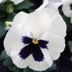 Віола Тремпет S1 біла з вічком (white blotch) /1.000 насінин/ *Hem Genetics*