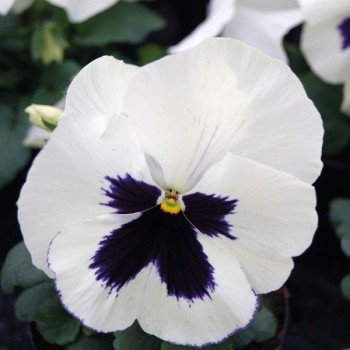 Віола Тремпет S1 біла з вічком (white blotch) /1.000 насінин/ *Hem Genetics*